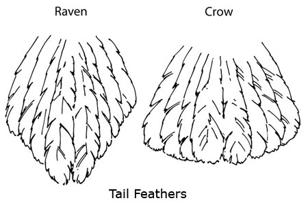 raven vs crow tail feathers