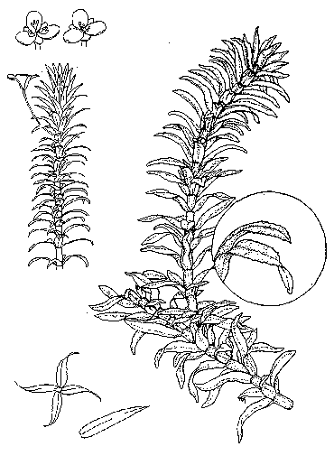 Brazilian elodea