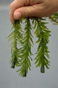 Brazilian Elodea
