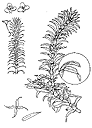 Brazilian elodea drawing