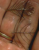 Comparison, Native and Eurasian watermilfoil