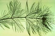 Eurasian watermilfoil