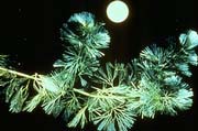 Fanwort