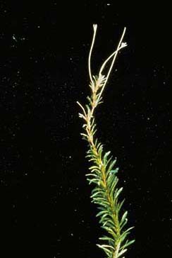 Hydrilla