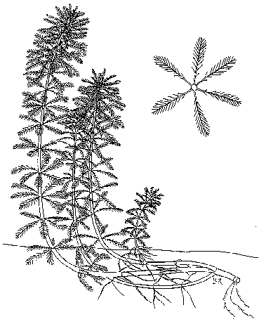 Parrotfeather milfoil