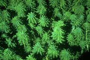 Parrotfeather milfoil