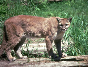 cougar photo