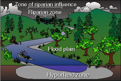 hyporheic
