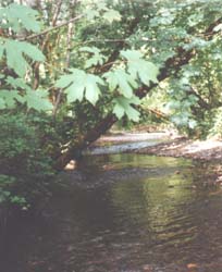pool/riffle structure