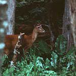 Mule deer