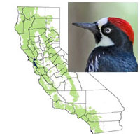 birds