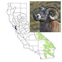 mammals