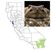 reptiles