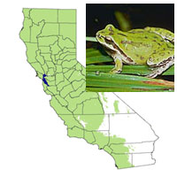 amphibians