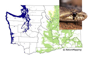 reptiles