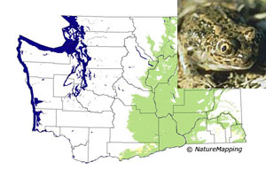amphibians