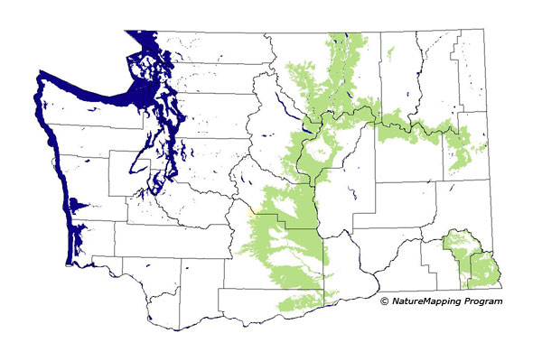 Click to enlarge Range map