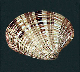 Bivalve example