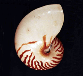 Cephalopoda