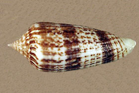 Gastropoda