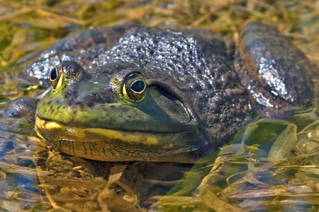 Bullfrog