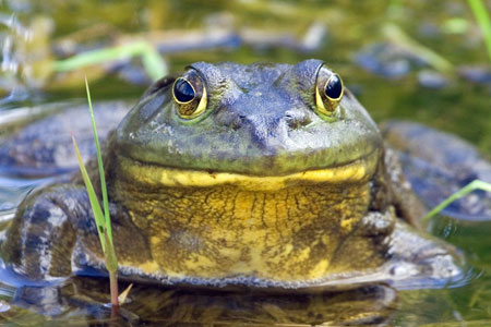 bullfrog photo