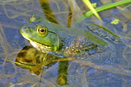 bullfrog