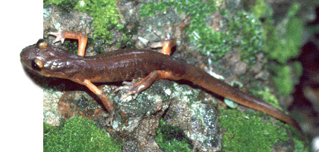 Ensatina photo by Chris Brown