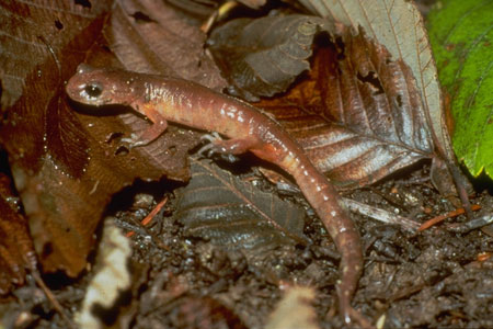 ensatina photo by Tim Knight