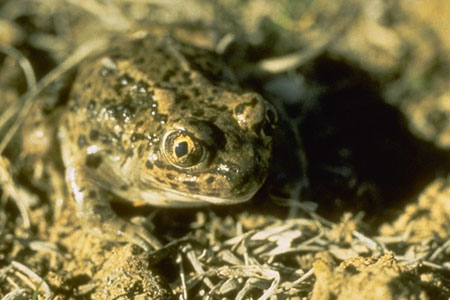 Great Basin Spadefoot