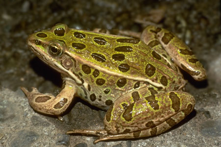 Northern Leopard Frog