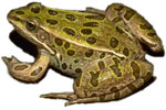 Northern Leopard Frog