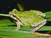 Pacific Tree Frog