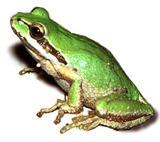 Pacific Tree Frog