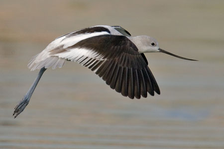 American Avocet photo by Natures Pics