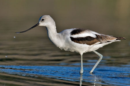 American Avocet photo