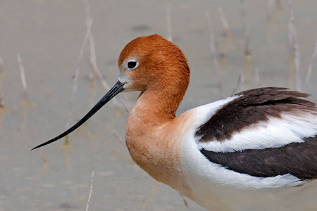 American Avocet photo by Natures Pics