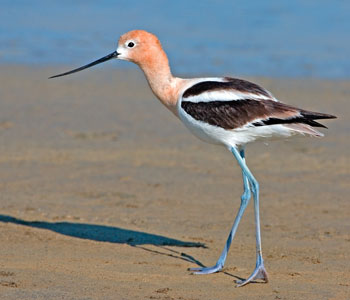 American Avocet photo by Natures Pics