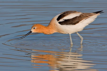 American Avocet photo by Natures Pics