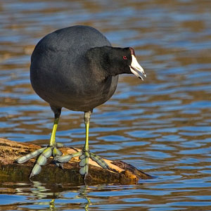 american coot photo