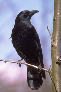 crow photo