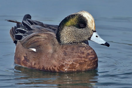 American Wigeon photo