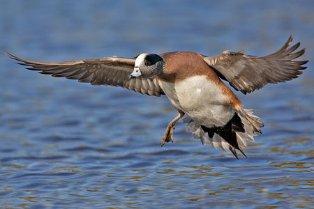 american wigeon photo