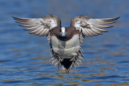 american wigeon photo