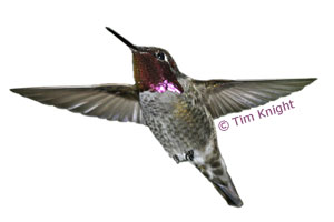 Annas Hummingbird photo