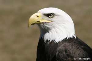 Bald Eagle photo by Tim Knight