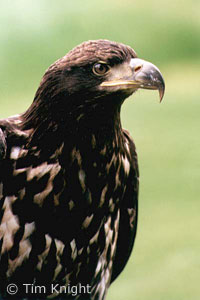 Bald Eagle photo by TK