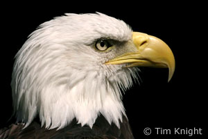 Bald Eagle photo by Tim Knight