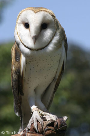 owl photo by Tim Knight