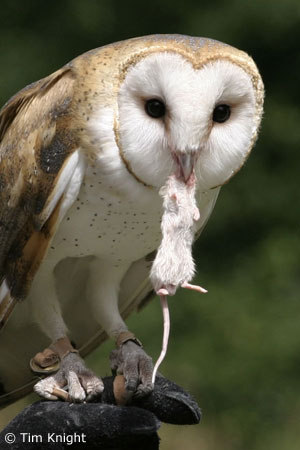 owl photo by Tim Knight